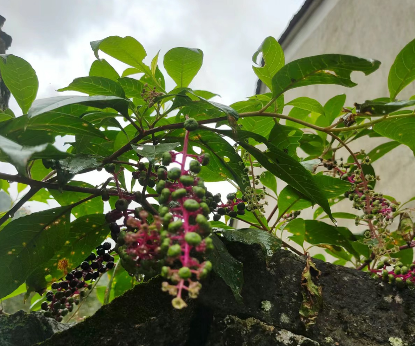 商陆,又称野萝卜,见肿消,有3大好处,农民朋友要了解!