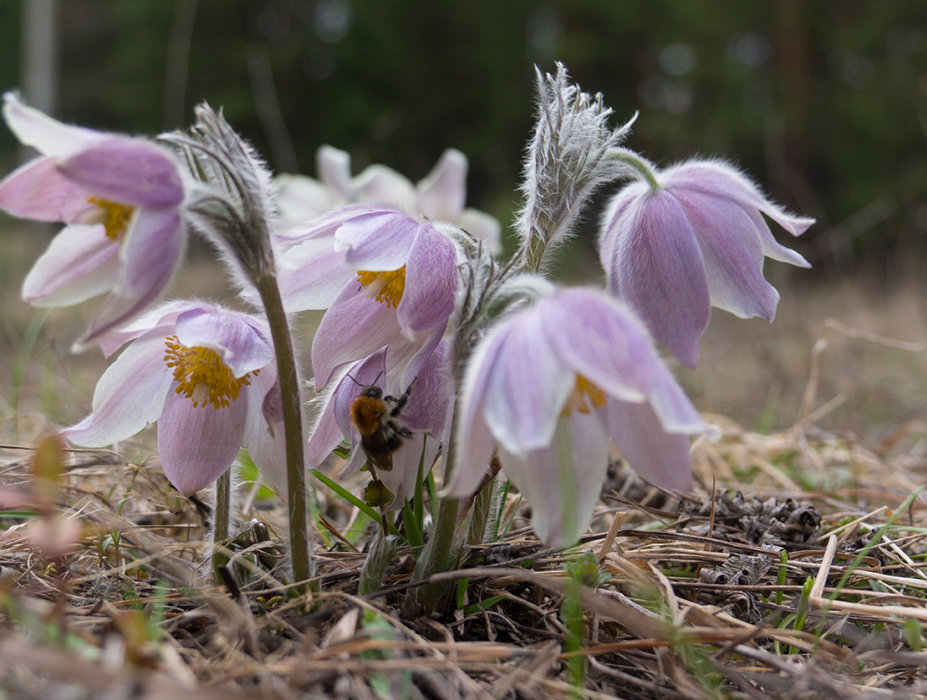 白头翁,又称白头公,白头草,有3大作用,农民朋友请及时了解!