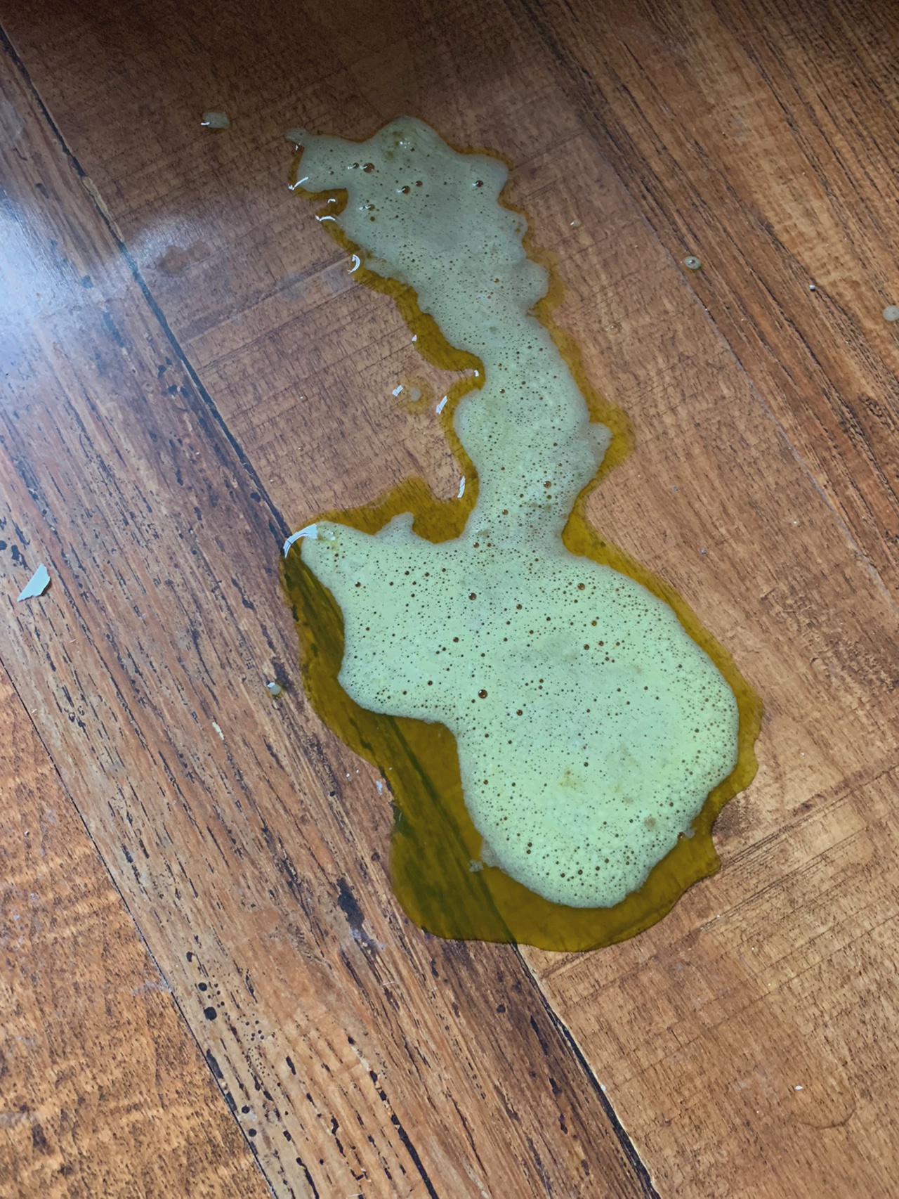 猫咪呕吐白色泡沫且不吃,该如何应对?