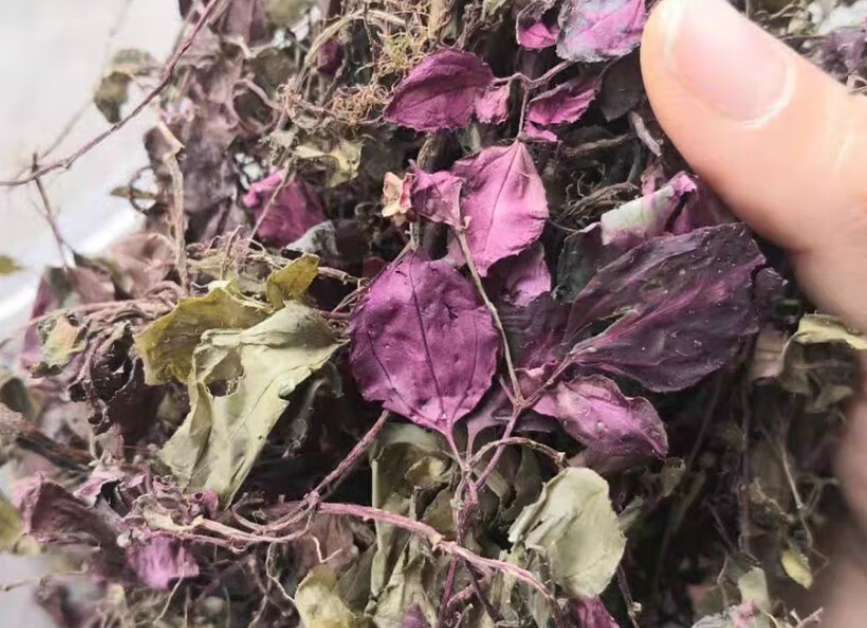 风柜斗草,又称护肝草,槠头红,有3种作用,农民朋友要了解!