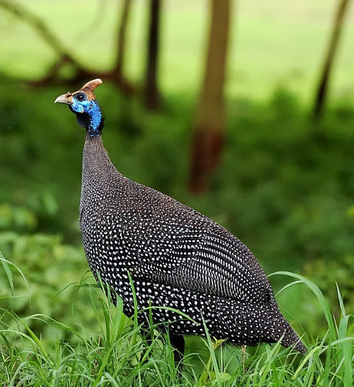 非洲珍珠鸡,羽毛如珍宝般闪耀.1956年引入中国后大规模养殖!