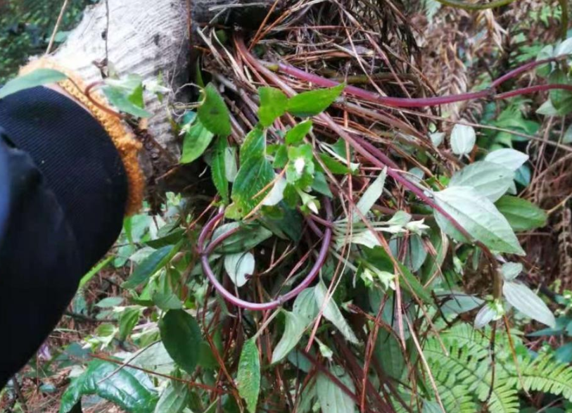 风柜斗草,又称护肝草,槠头红,有3种作用,农民朋友要了解!