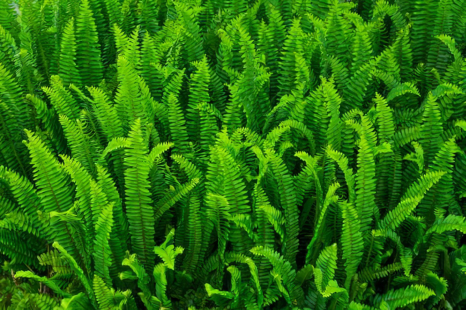 蜈蚣草是一种常见的观赏蕨类植物,适宜生长在透气性好,排水良好的盆土