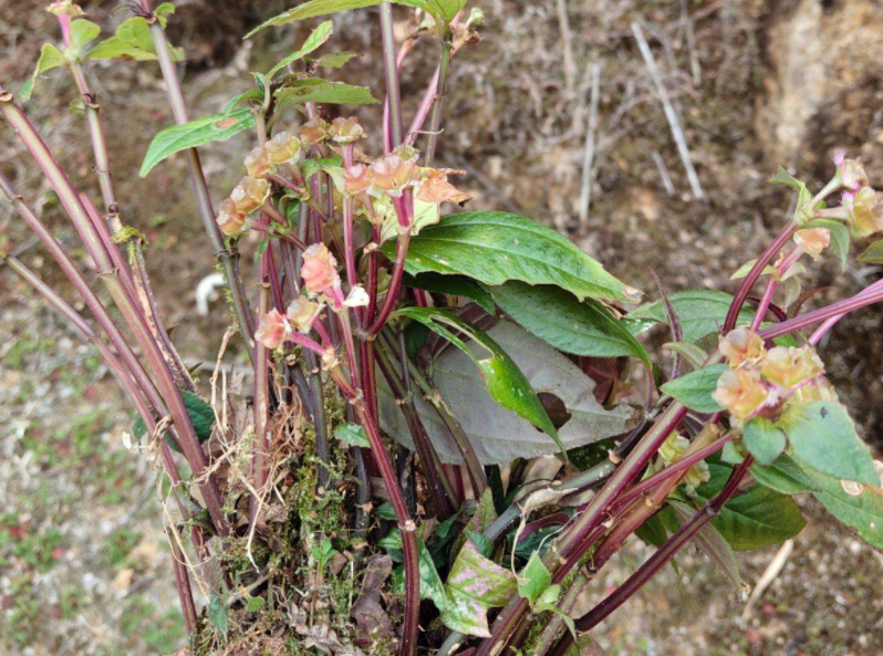 风柜斗草,又称护肝草,槠头红,有3种作用,农民朋友要了解!