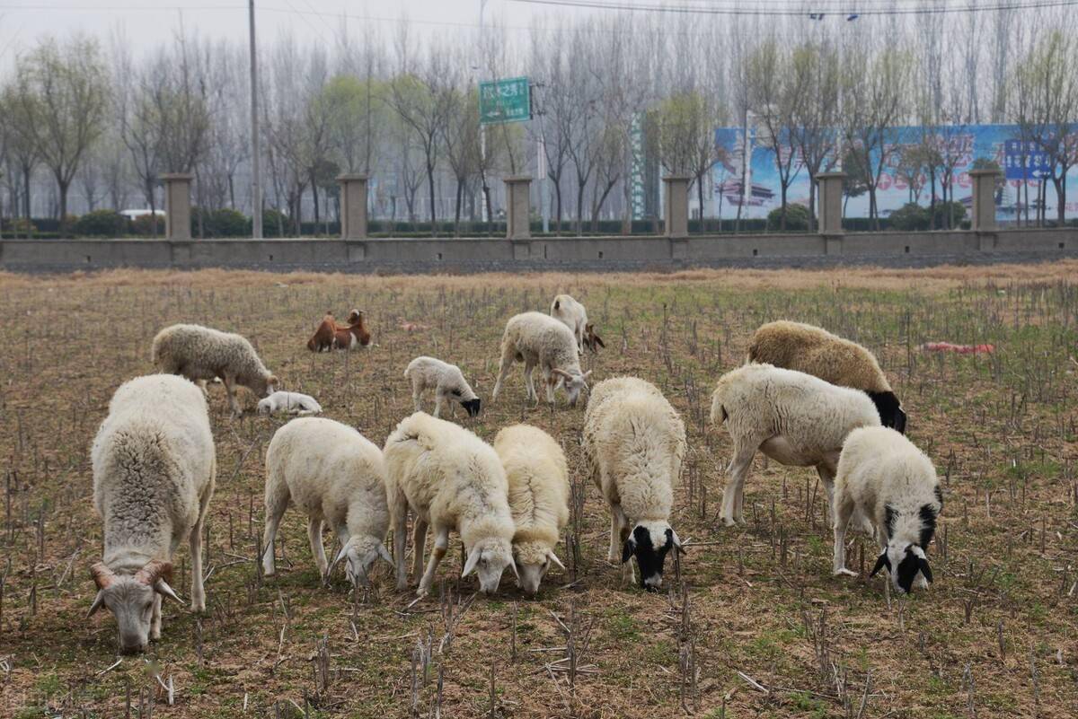 放养羊在吃草时需要注意什么问题?养羊人快来看