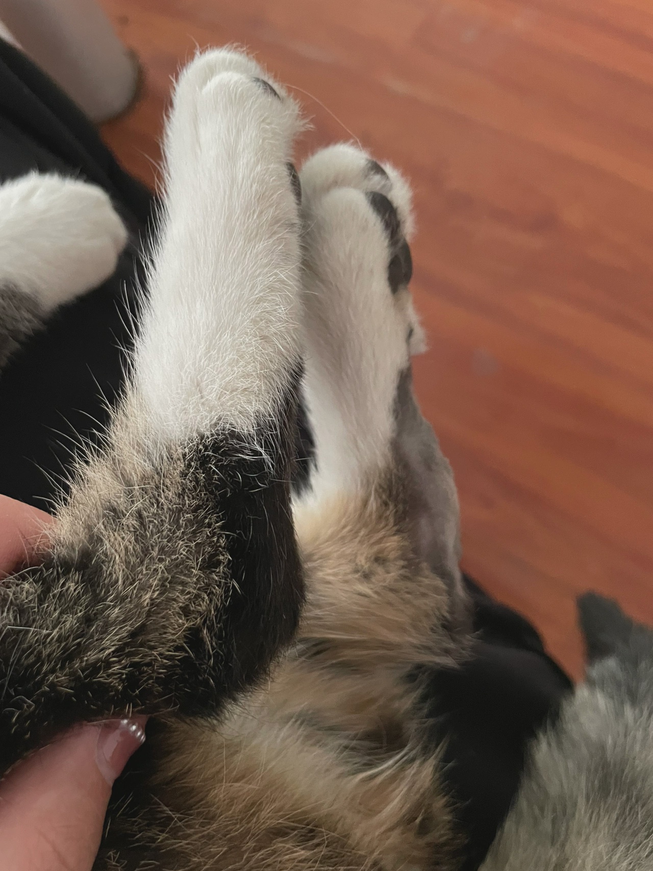 猫咪后腿肿痛无法行走,是否骨折?如何紧急处理与治疗?