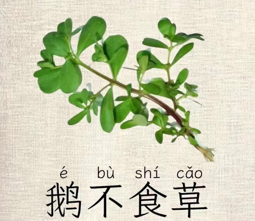 石胡荽,又称天胡荽,鹅不食草,有3大作用,农民朋友要了解!