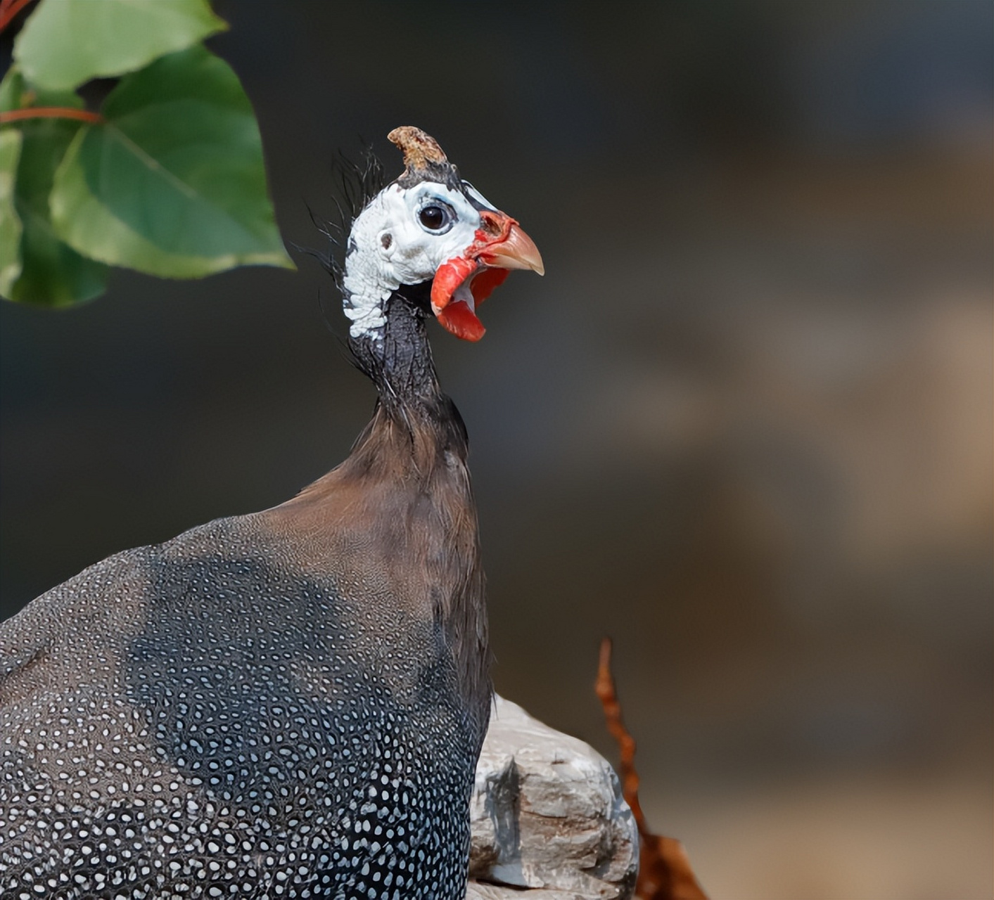 非洲珍珠鸡,羽毛如珍宝般闪耀.1956年引入中国后大规模养殖!