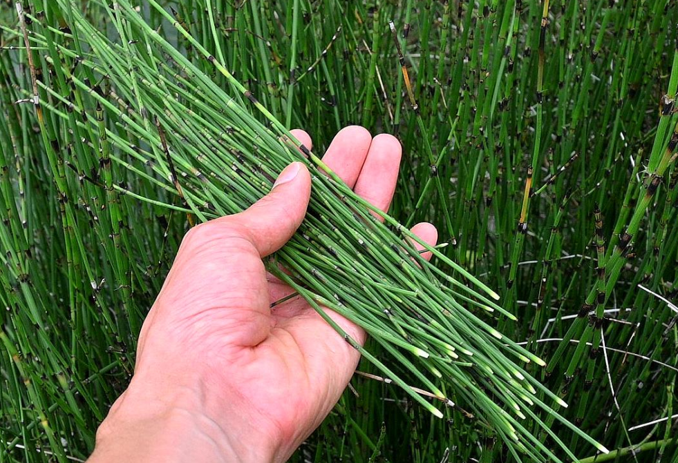 节节草,又称问荆草,有3大作用,农民请及时了解!