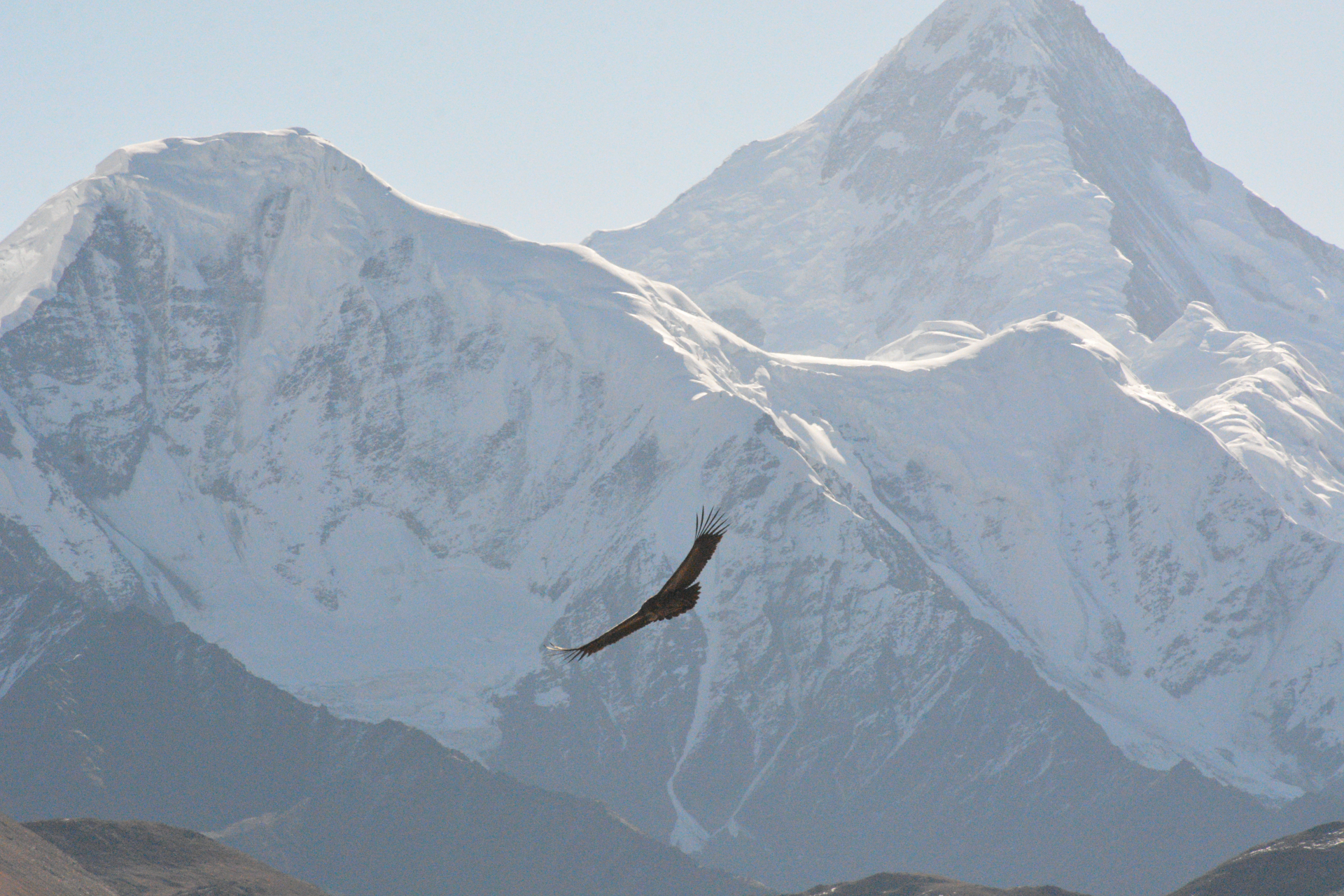优质短图文计划# 雪山下的雄鹰#摩客之旅