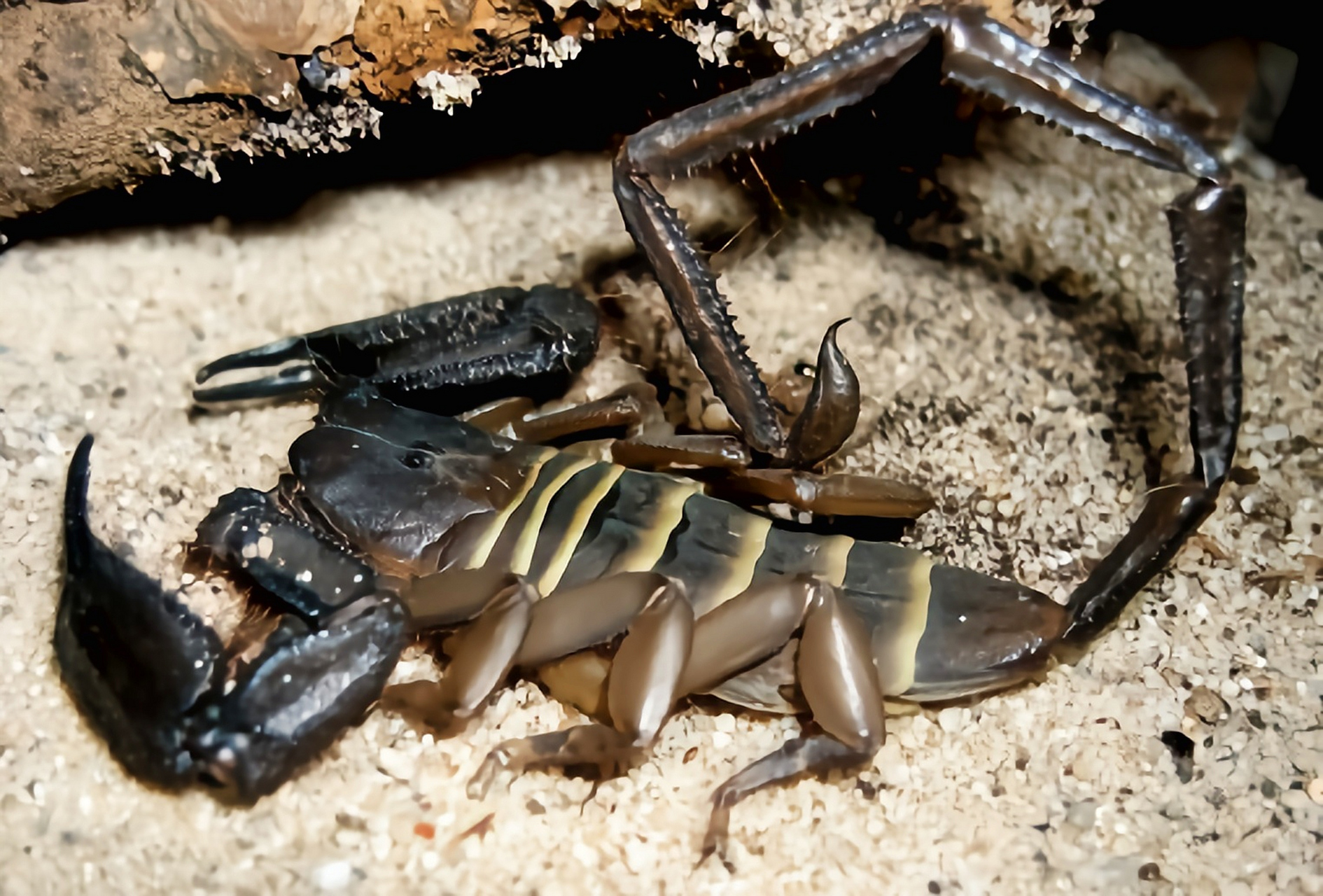 跨年创作挑战赛# 斑马扁石蝎生活在非洲坦桑尼亚的干燥草原,岩地荒漠