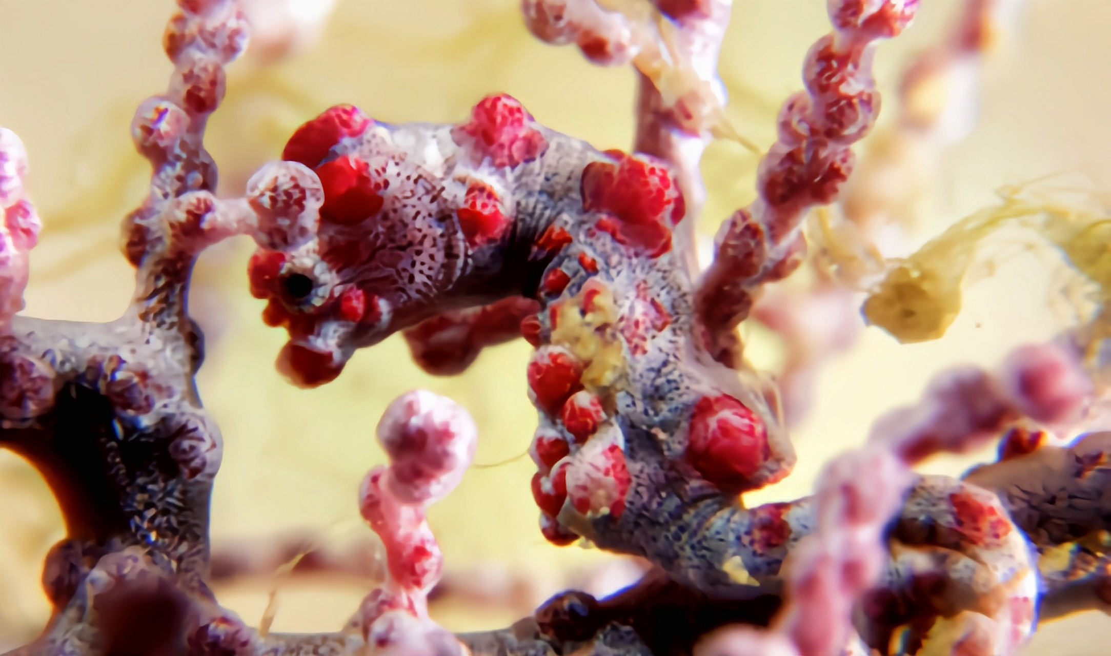 跨年创作挑战赛# 巴氏豆丁海马别名巴氏海马,体形非常小,约2.