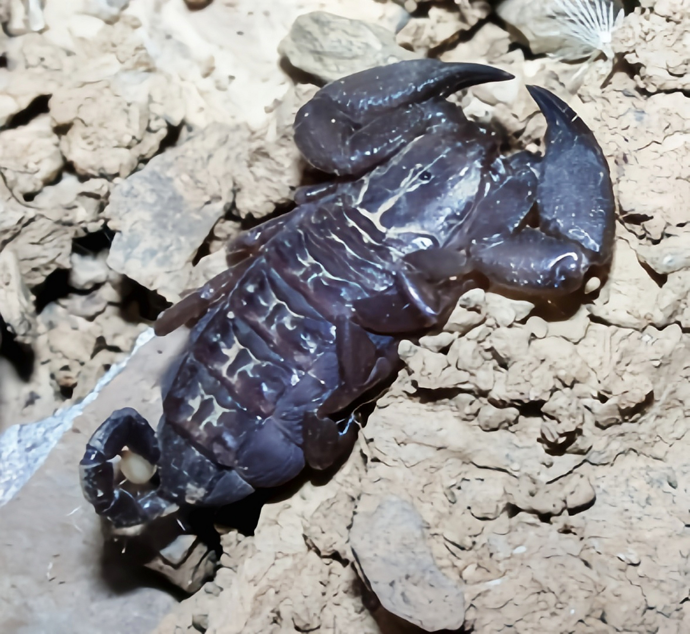 跨年创作挑战赛# 八重山蝎是一种极为独特的小型蝎子,几乎无毒.