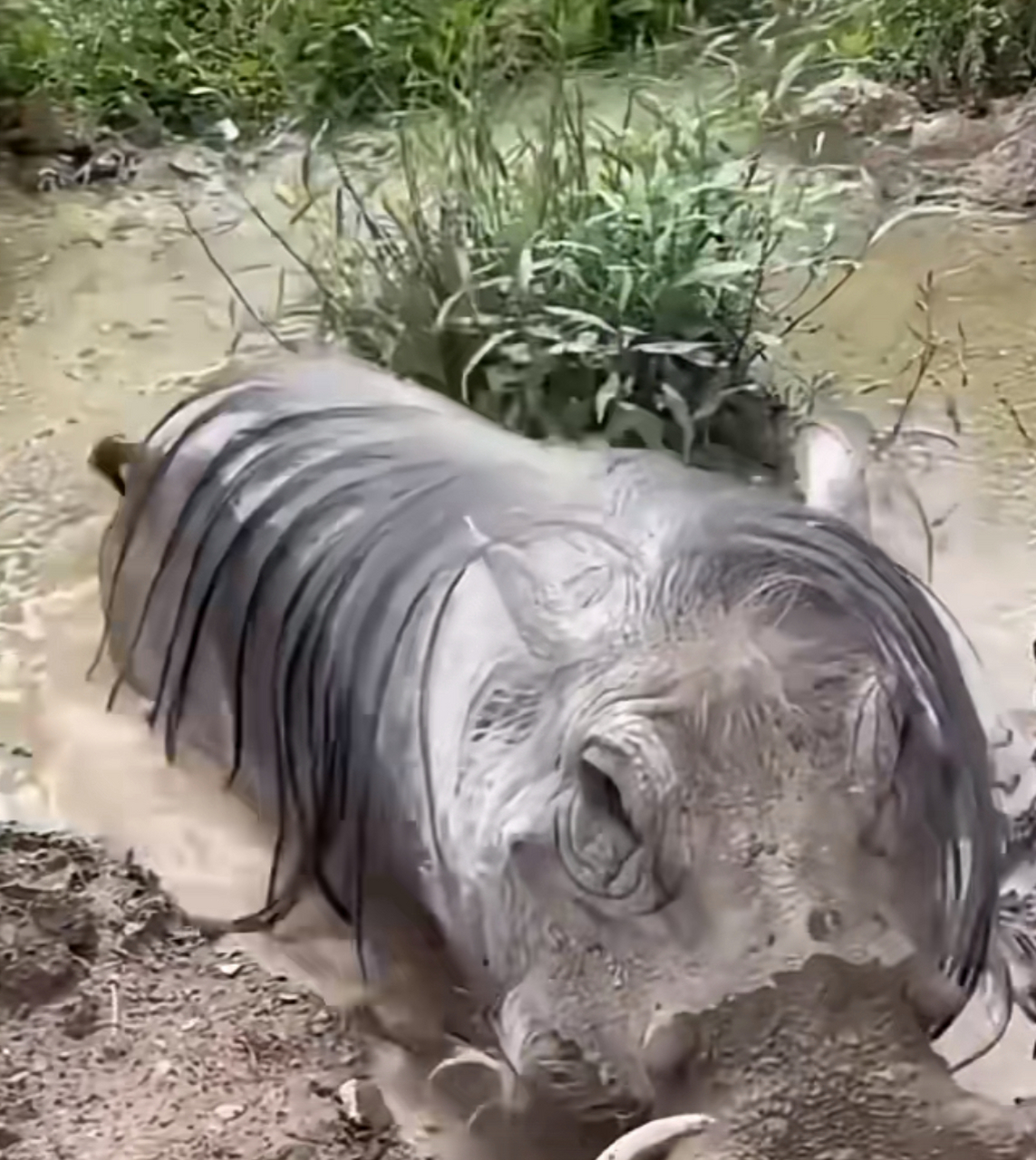 野猪崽子图片