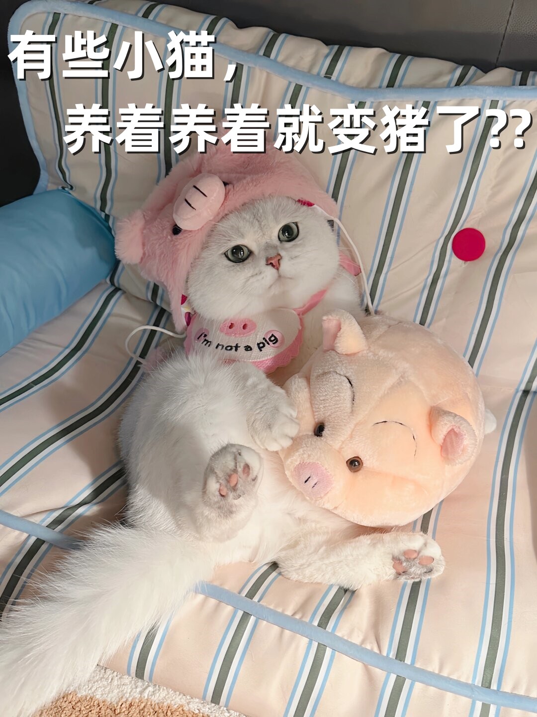 猪猫249图片