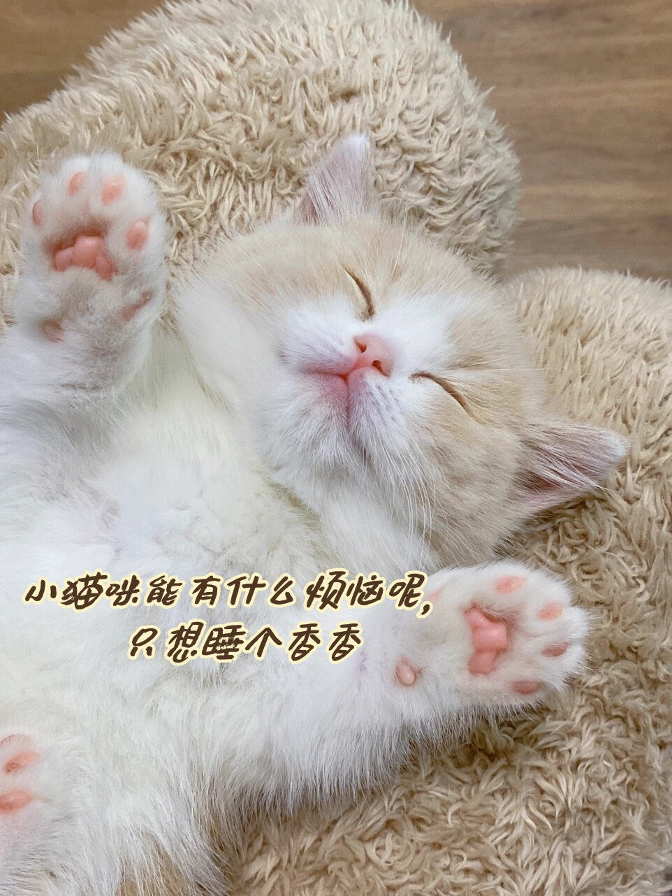 它们唯一想要的,就是美美地睡上一觉,做个香甜的美梦.