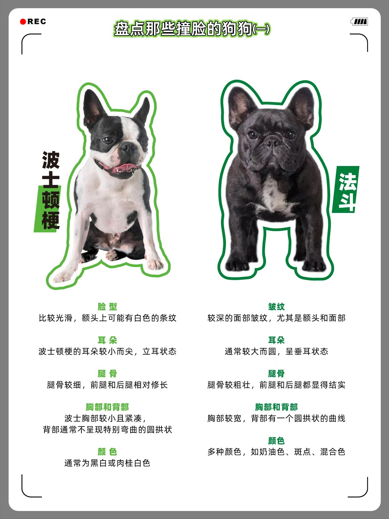 波士顿梗还是法斗?