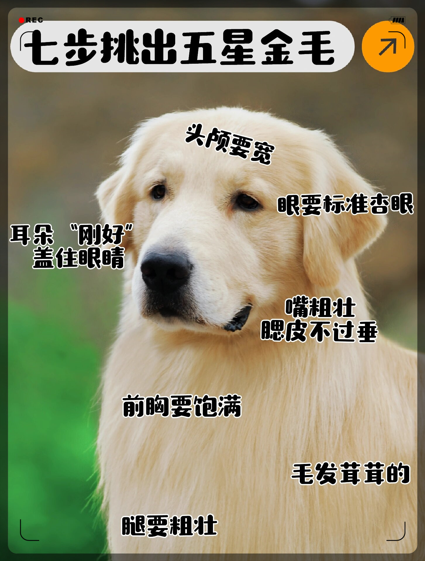 今天海润教你七步挑出五星品相的小鸡毛!