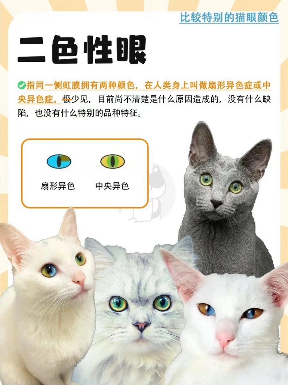 小猫眼睛颜色多大确定图片