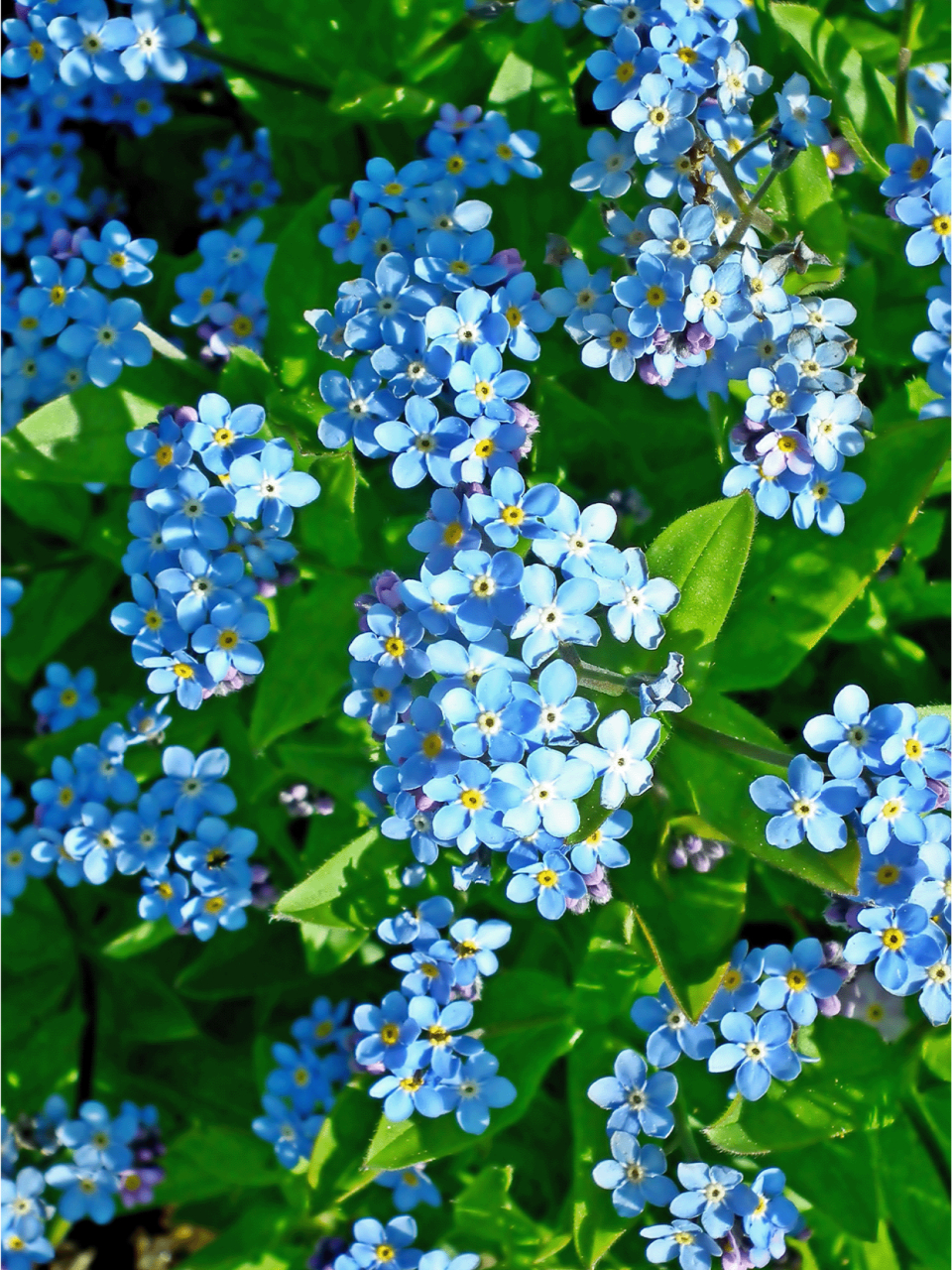 每日识花「勿忘我」  勿忘我,这名字如诗意般醉人,仿佛在诉说着一个