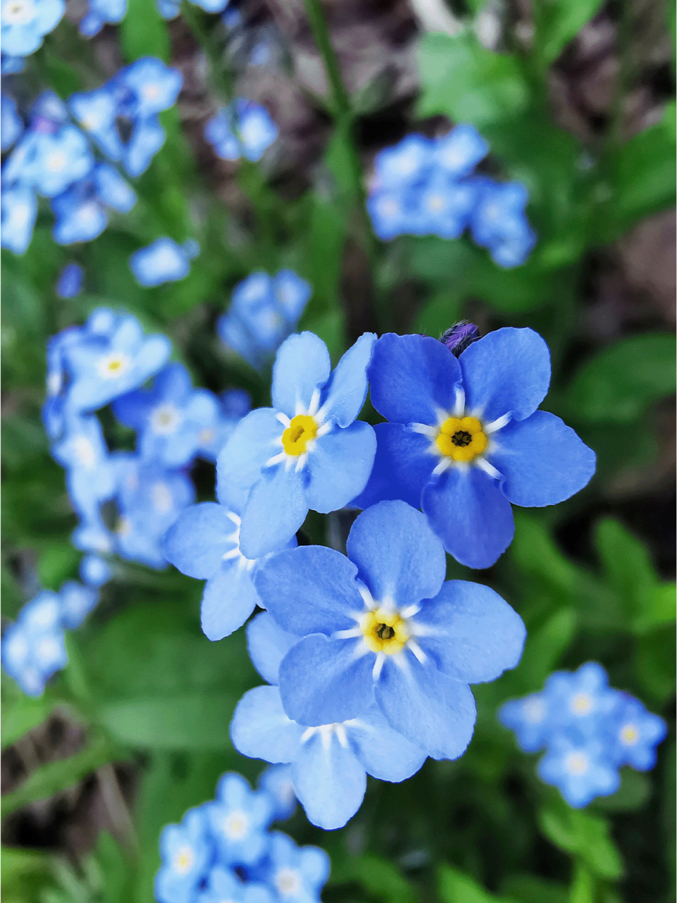 每日识花「勿忘我」  勿忘我,这名字如诗意般醉人,仿佛在诉说着一个