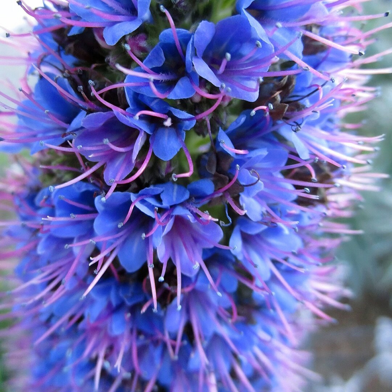 观赏价值:光亮蓝蓟花量大  首先,我在观赏方面可是大有作为哦!