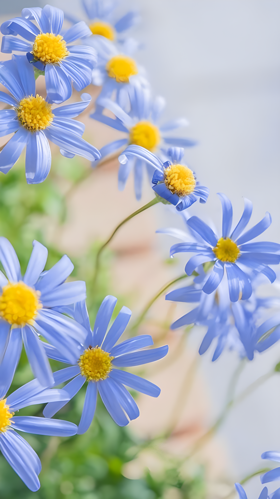 小清新花朵壁纸