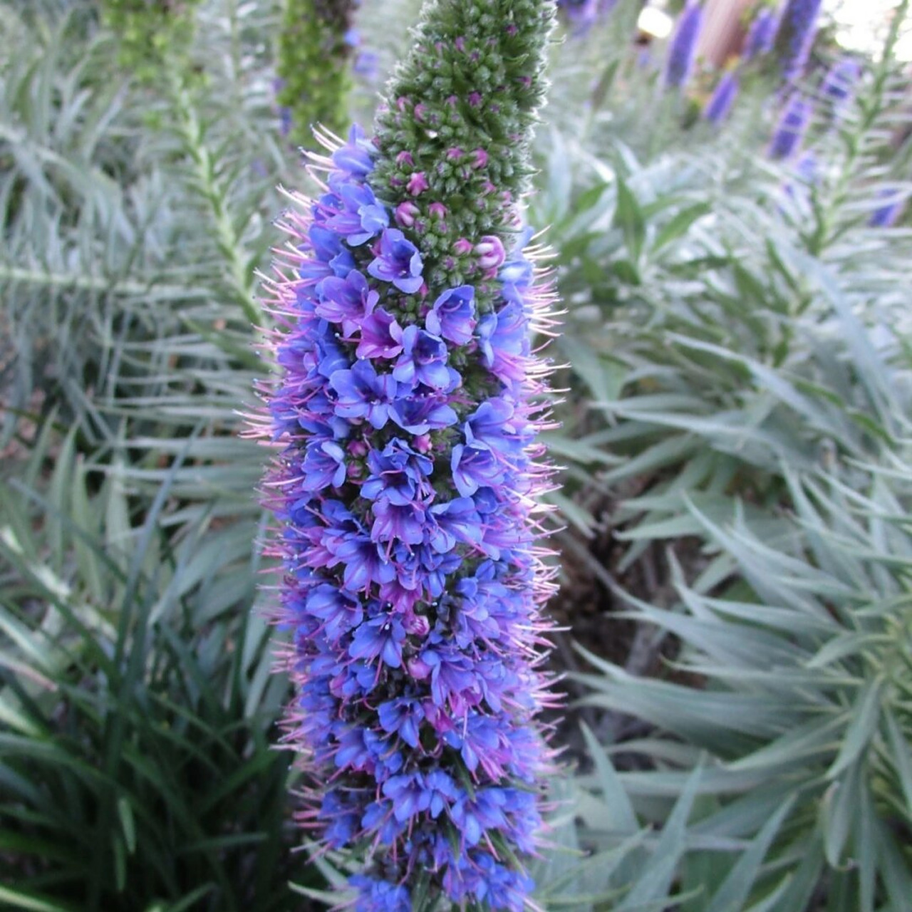 观赏价值:光亮蓝蓟花量大  首先,我在观赏方面可是大有作为哦!