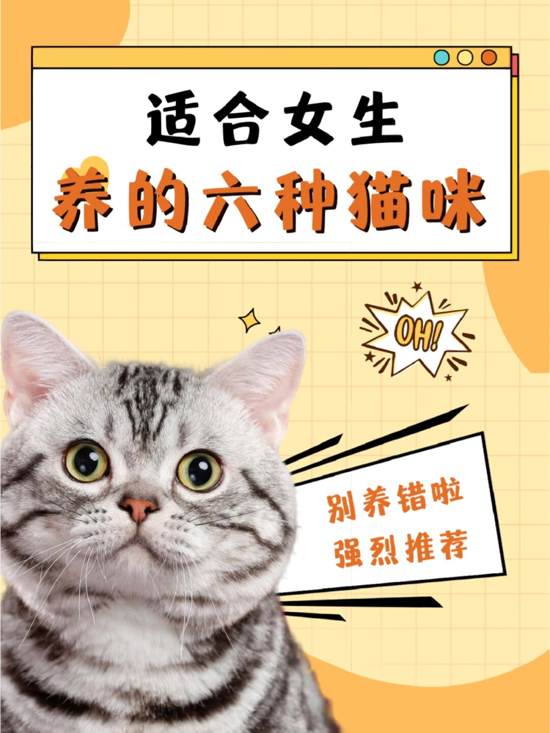 适合女生养的六种猫咪  以下是最适合女生养的六种猫咪,它们可以代替