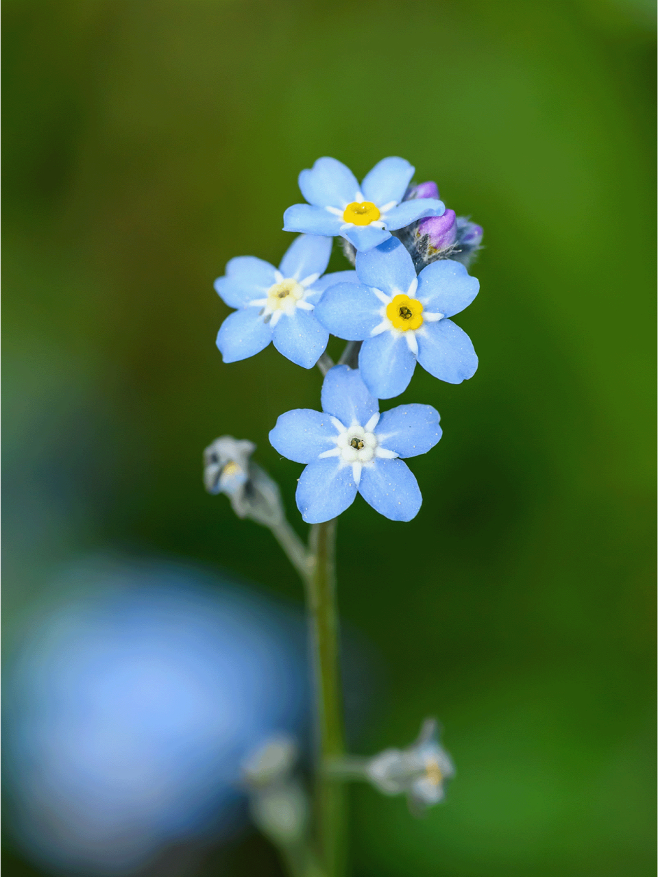 每日识花「勿忘我」  勿忘我,这名字如诗意般醉人,仿佛在诉说着一个
