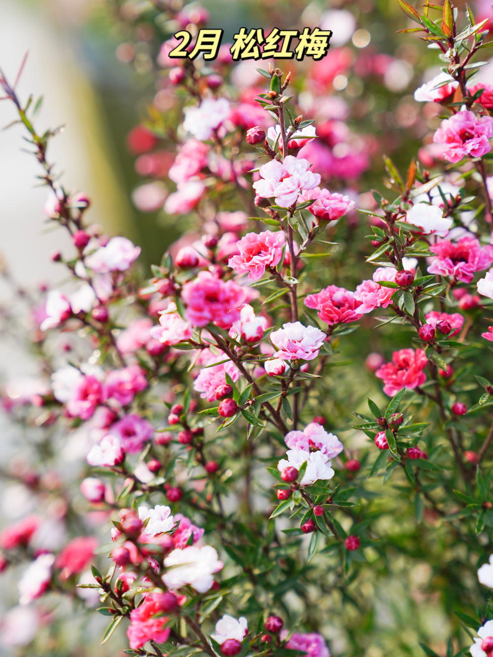 适合带回老家栽种的12月开花植物,好养低维护  在家乡栽种植物的习俗