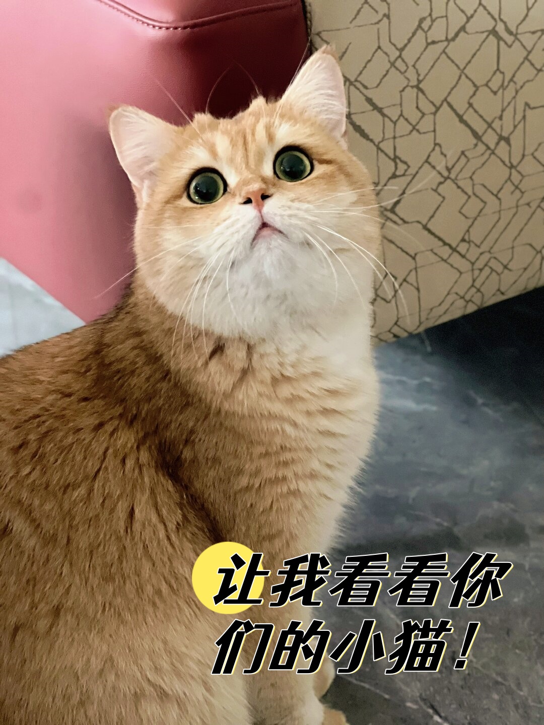 猫咪泡芙妈妈个人资料图片