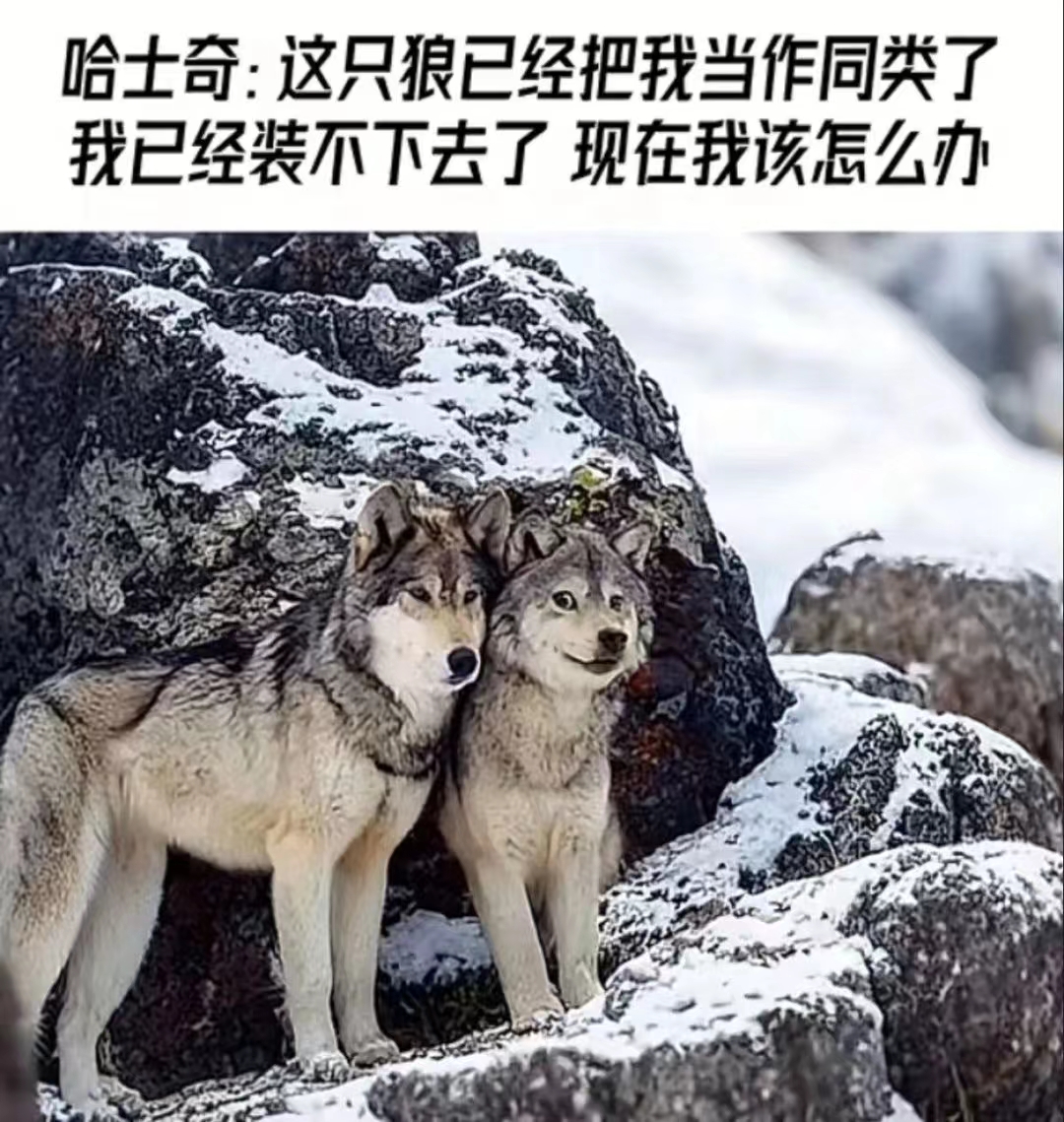 二哈傍地走安能辨我是狼是狗?