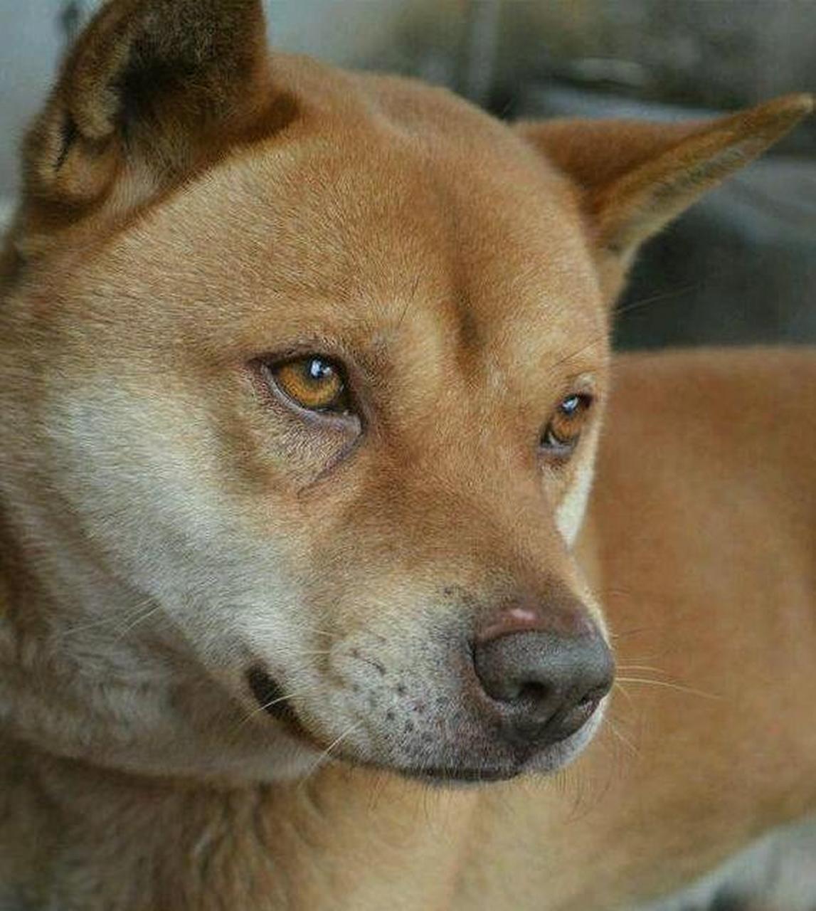 男子大喜之日,家中老黄狗突然冲进大堂,一口咬住了新娘的手腕,死活不