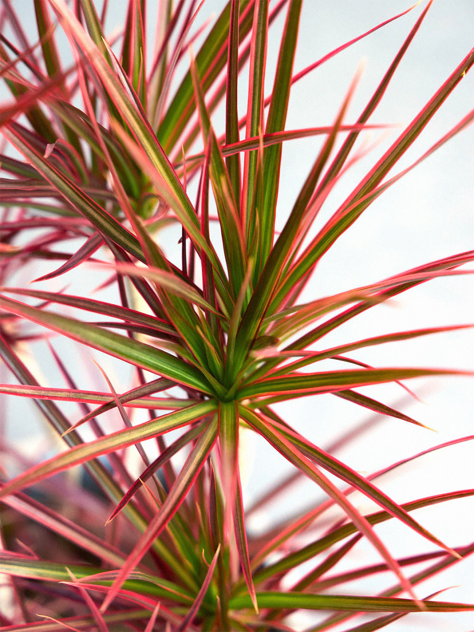 知识 | 千年木  今天我要给大家介绍一位植物界的明星——红边龙血树!