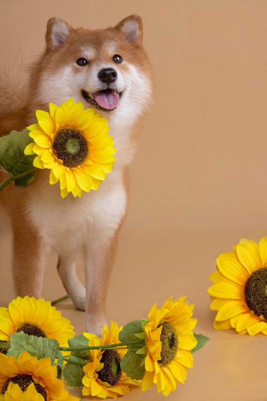 恭喜你刷到了这只阳光汪汪  善意满满的阳光狗狗会在雾霾弥漫的日子里