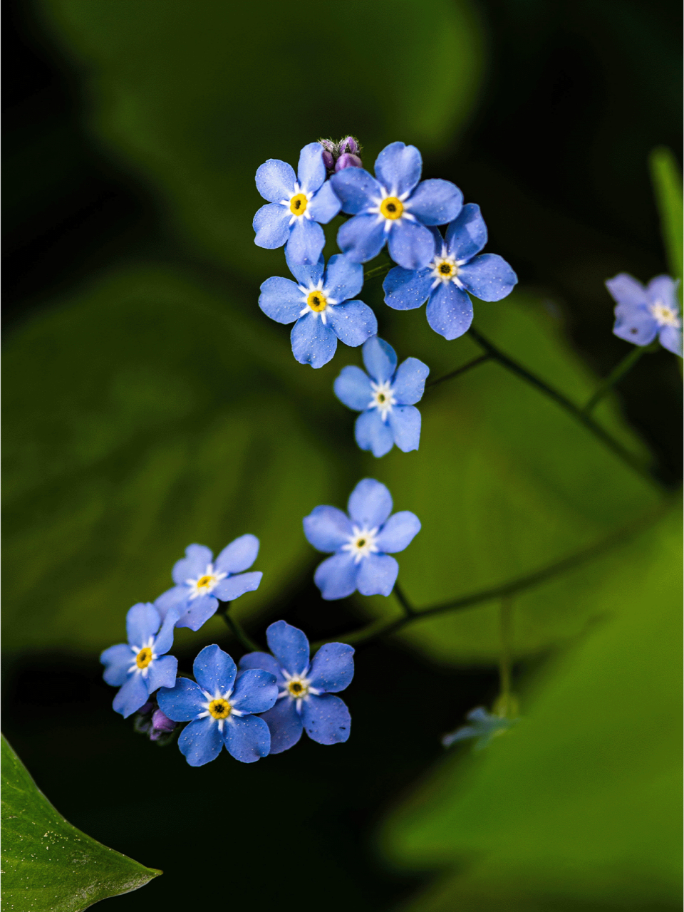 每日识花「勿忘我」  勿忘我,这名字如诗意般醉人,仿佛在诉说着一个