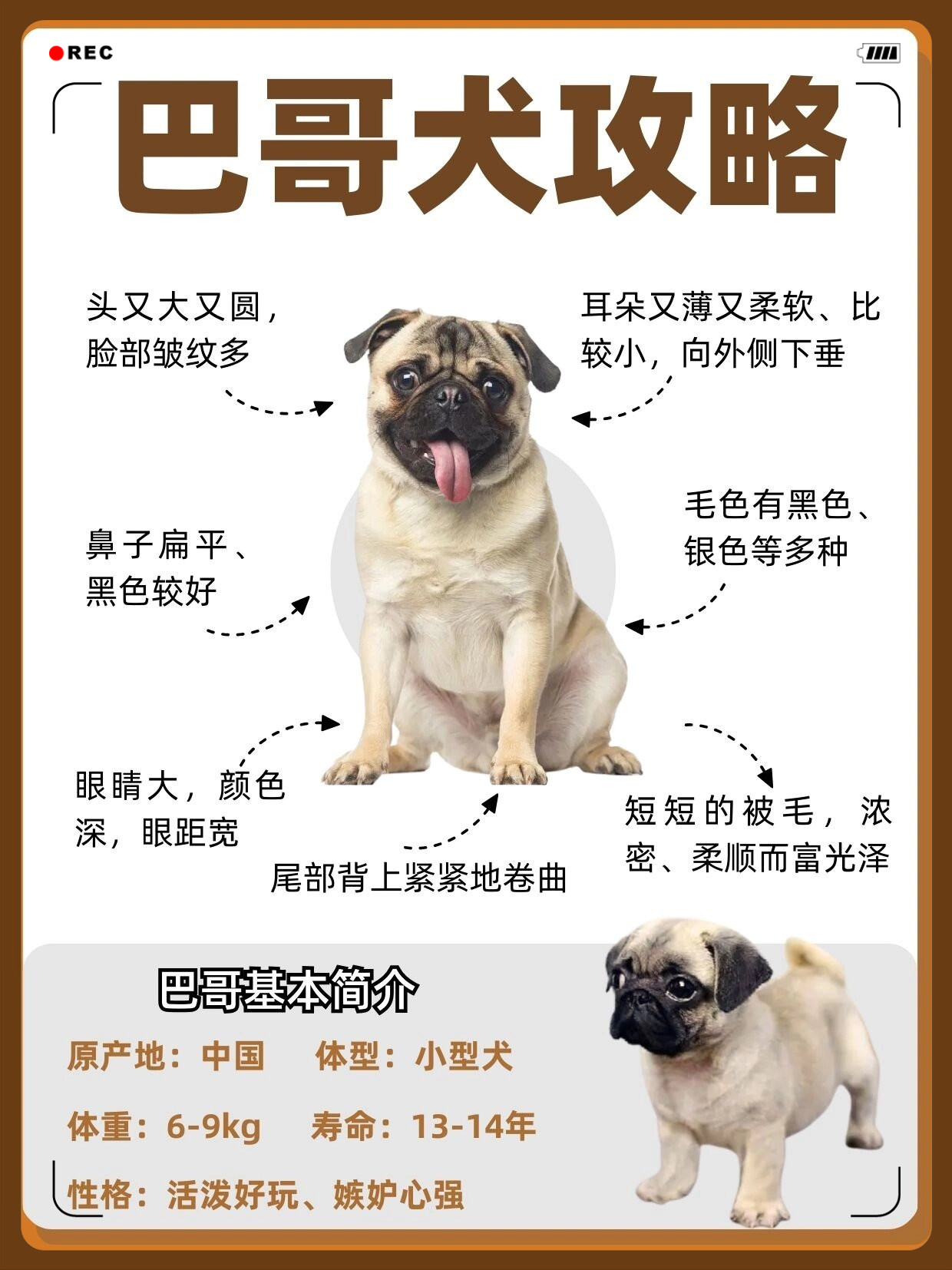 巴哥犬成年多大图片