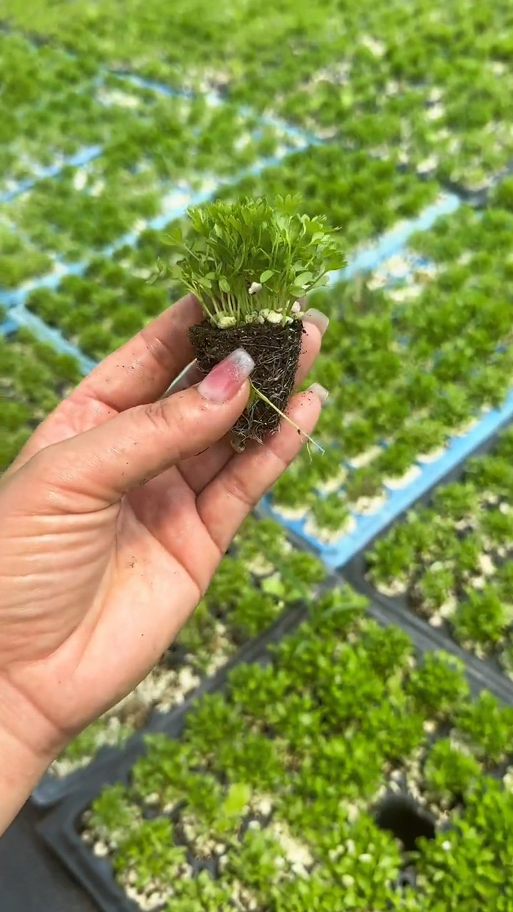 芹菜苗你一定见过 可刚出牙的小奶苗你见过吗-度小视