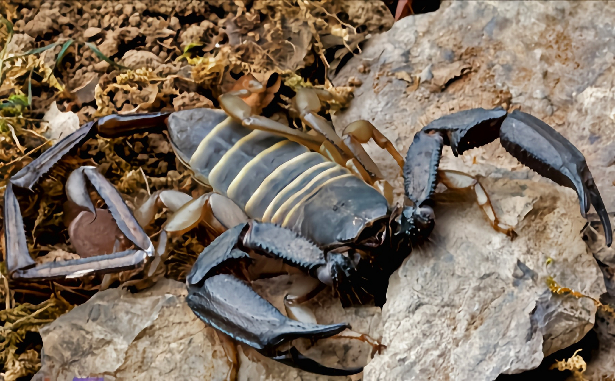跨年创作挑战赛# 斑马扁石蝎生活在非洲坦桑尼亚的干燥草原,岩地荒漠