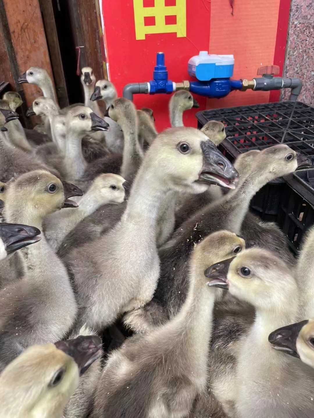 狮头鹅苗如何鉴别真假 网购狮头鹅苗的新手必备鹅苗鉴定小技巧