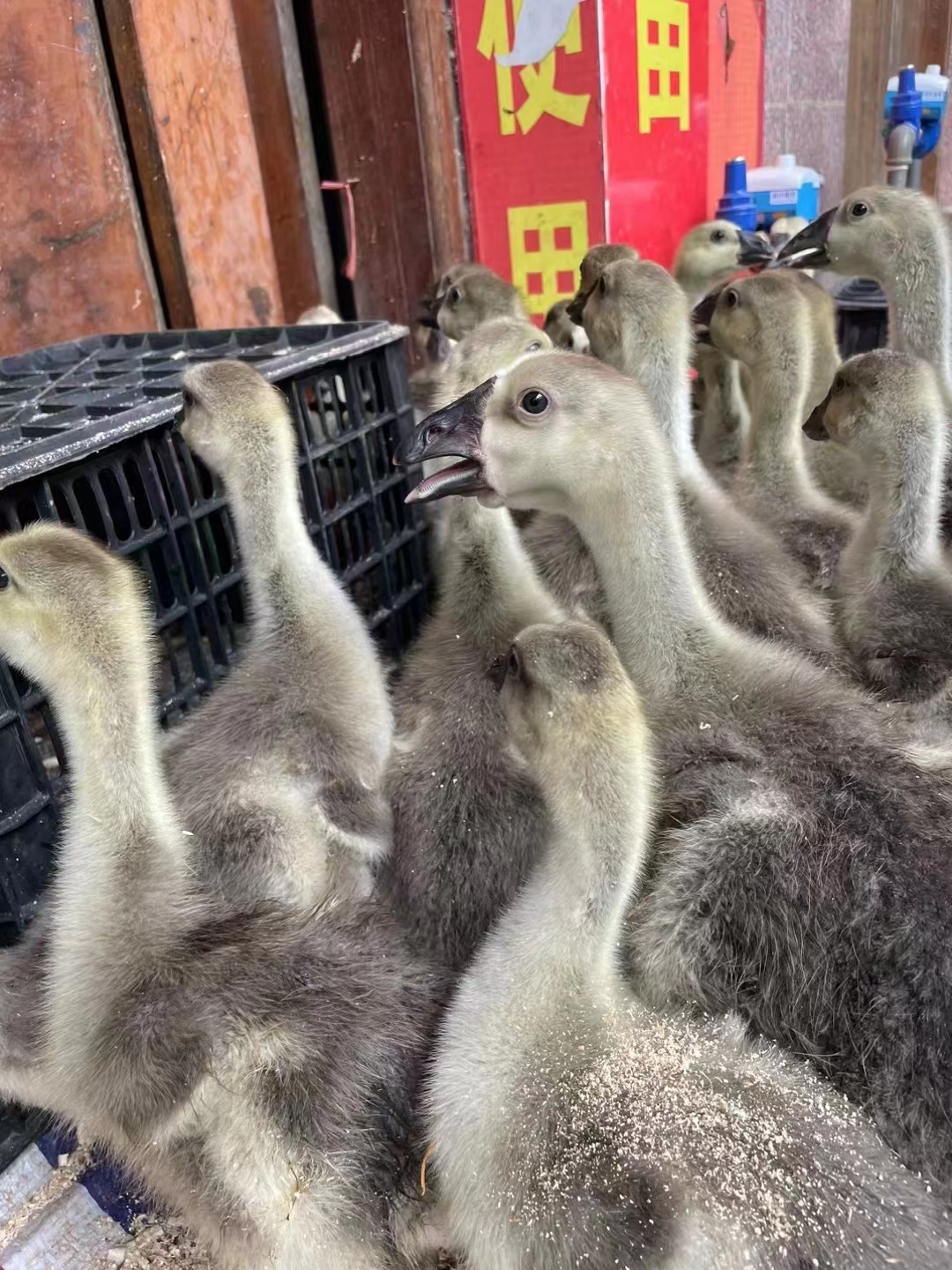 狮头鹅苗怎样辨认正宗 网购狮头鹅苗必须掌握的狮头鹅苗鉴别方法