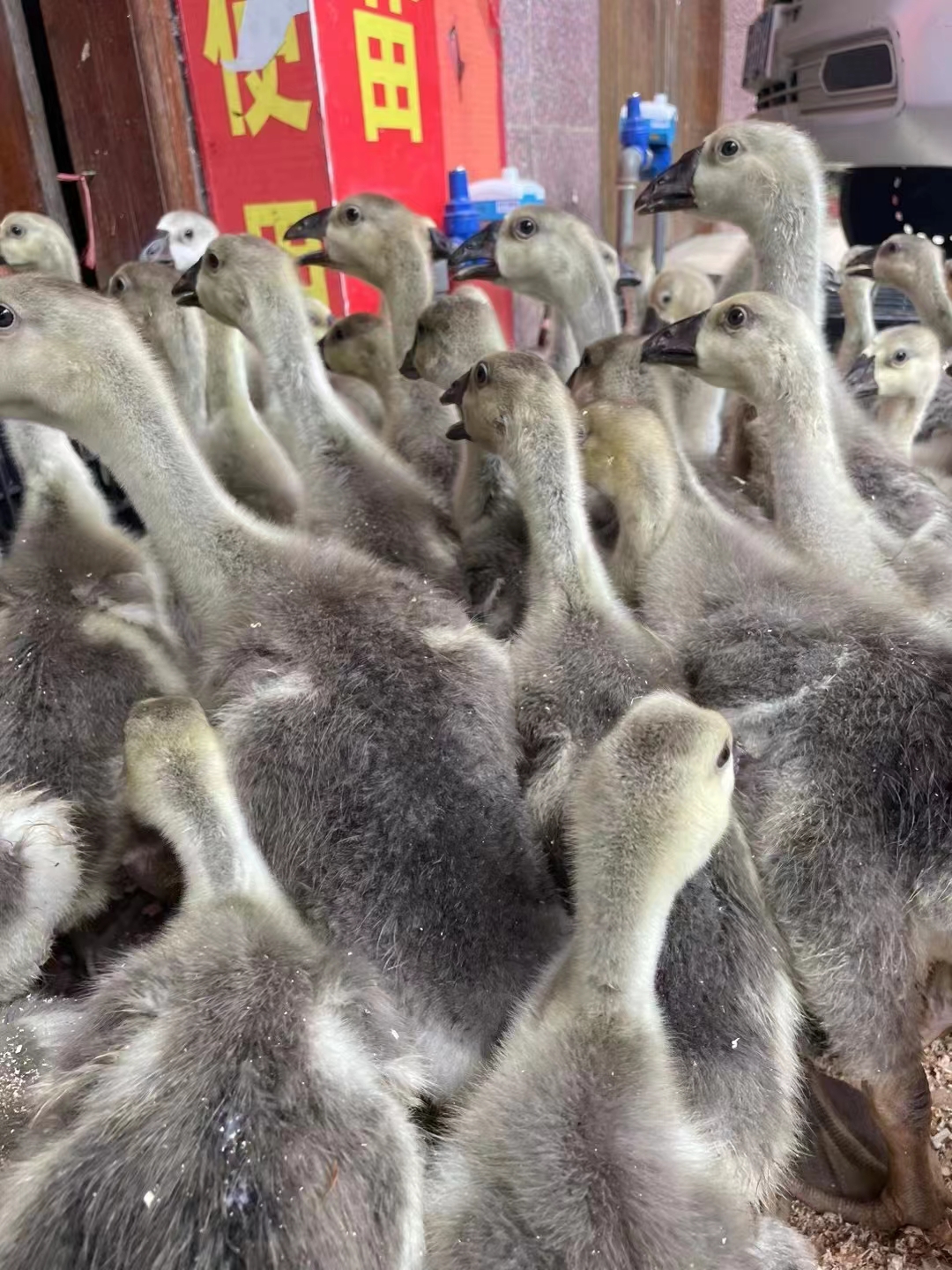 狮头鹅苗怎样辨认正宗 网购狮头鹅苗必须掌握的狮头鹅苗鉴别方法