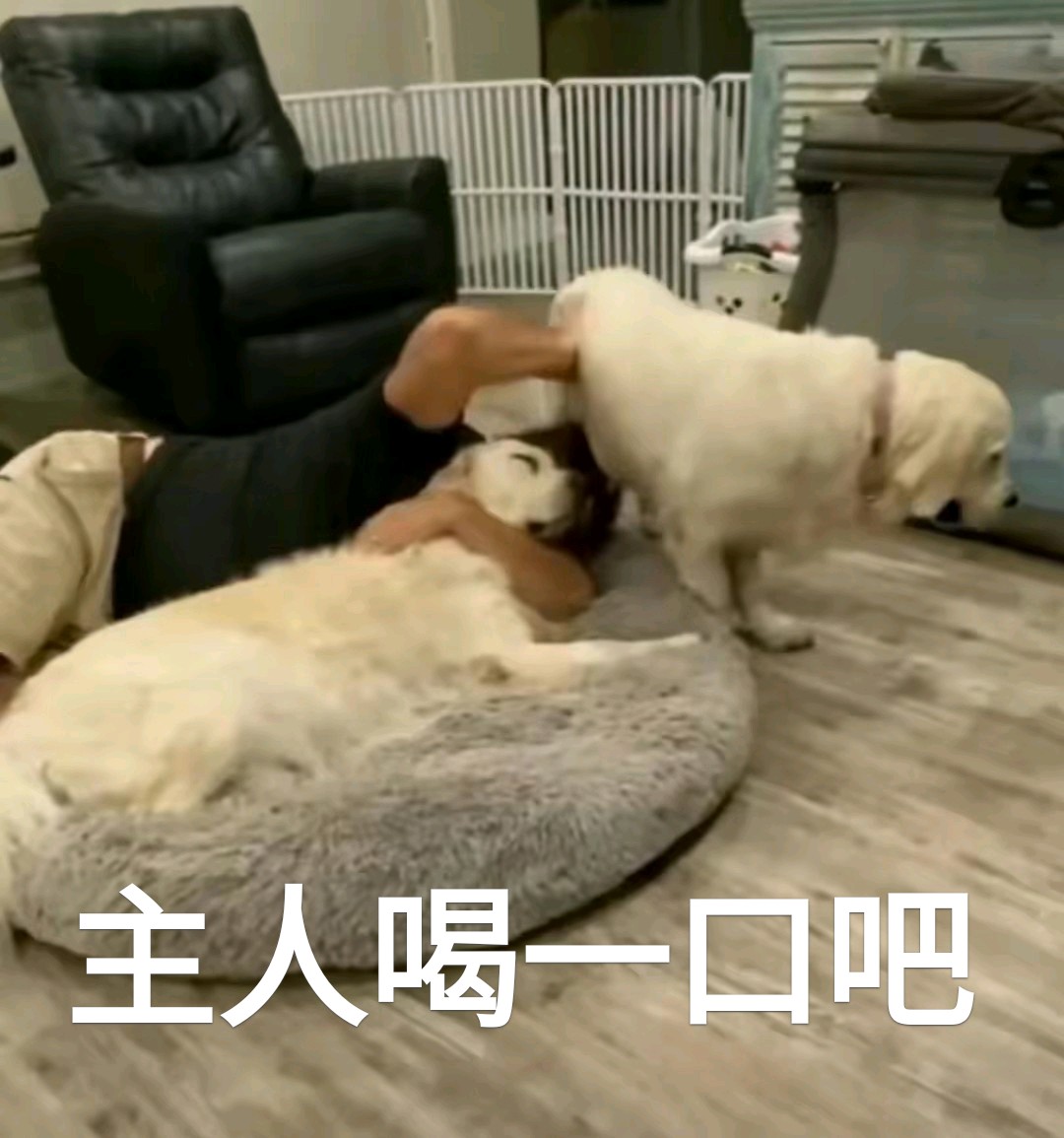 一家养的边牧不给自己的狗仔喝奶反而示意主人来喝它的奶笑喷网友
