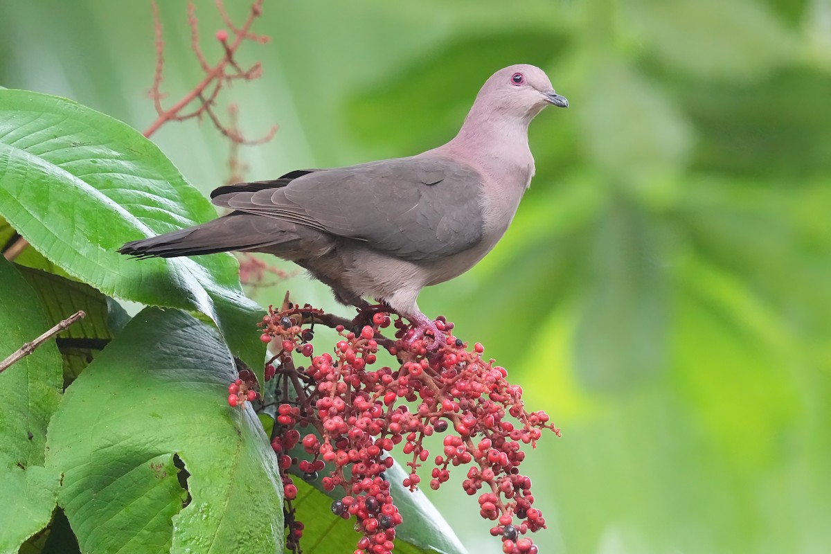 短嘴鸽鸠鸽科鸟类