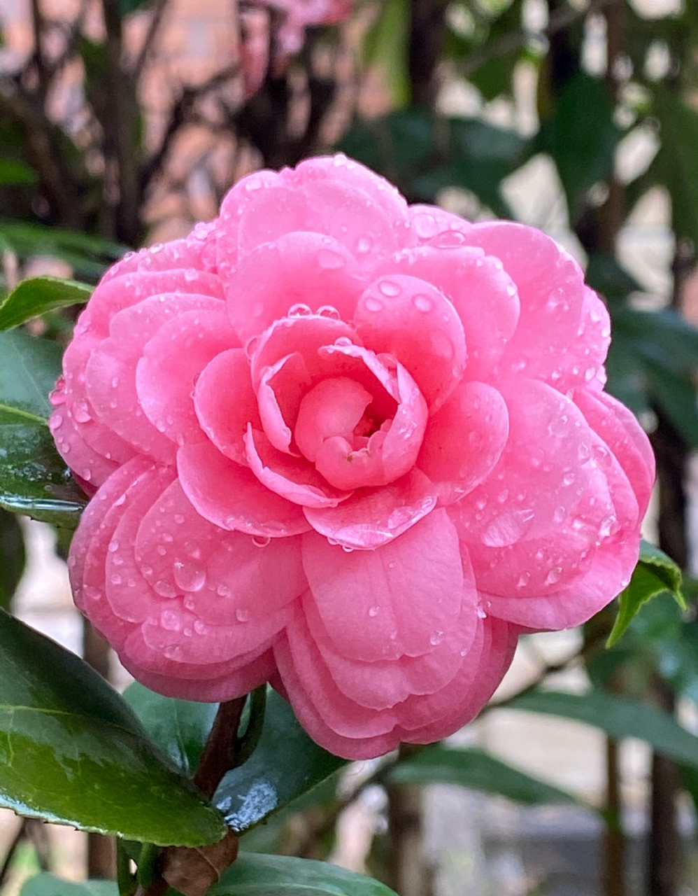 茶花十八学士图片欣赏图片