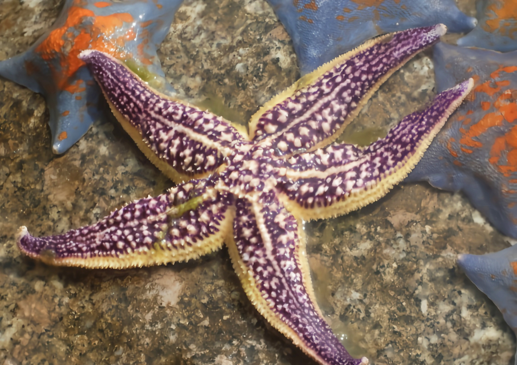 多棘海盘车别名星鱼,是我国黄海沿岸极为普通的海星品种