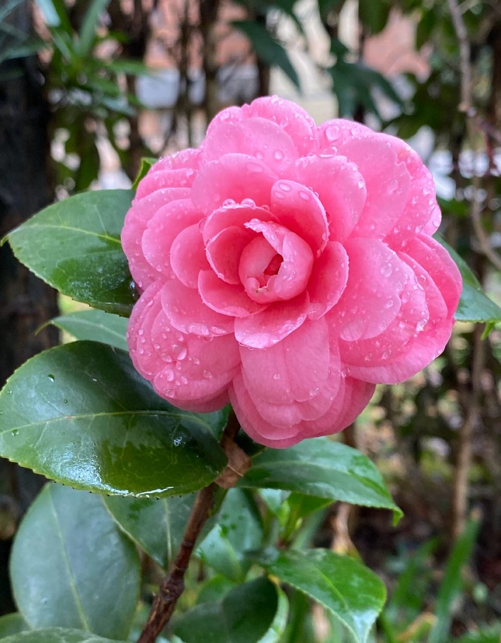 茶花十八学士图片欣赏图片