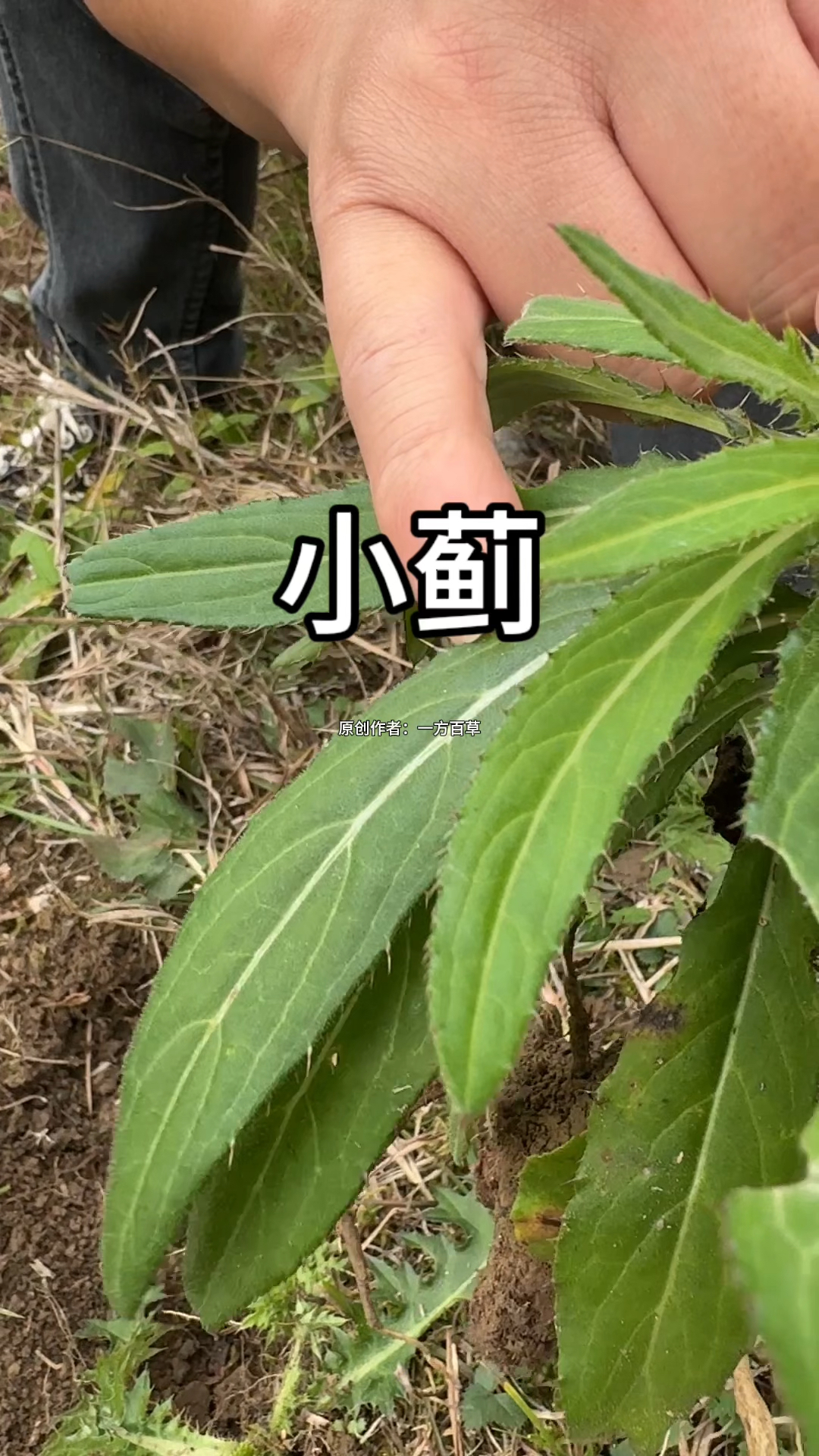 大蓟和小蓟,你们认识多少?