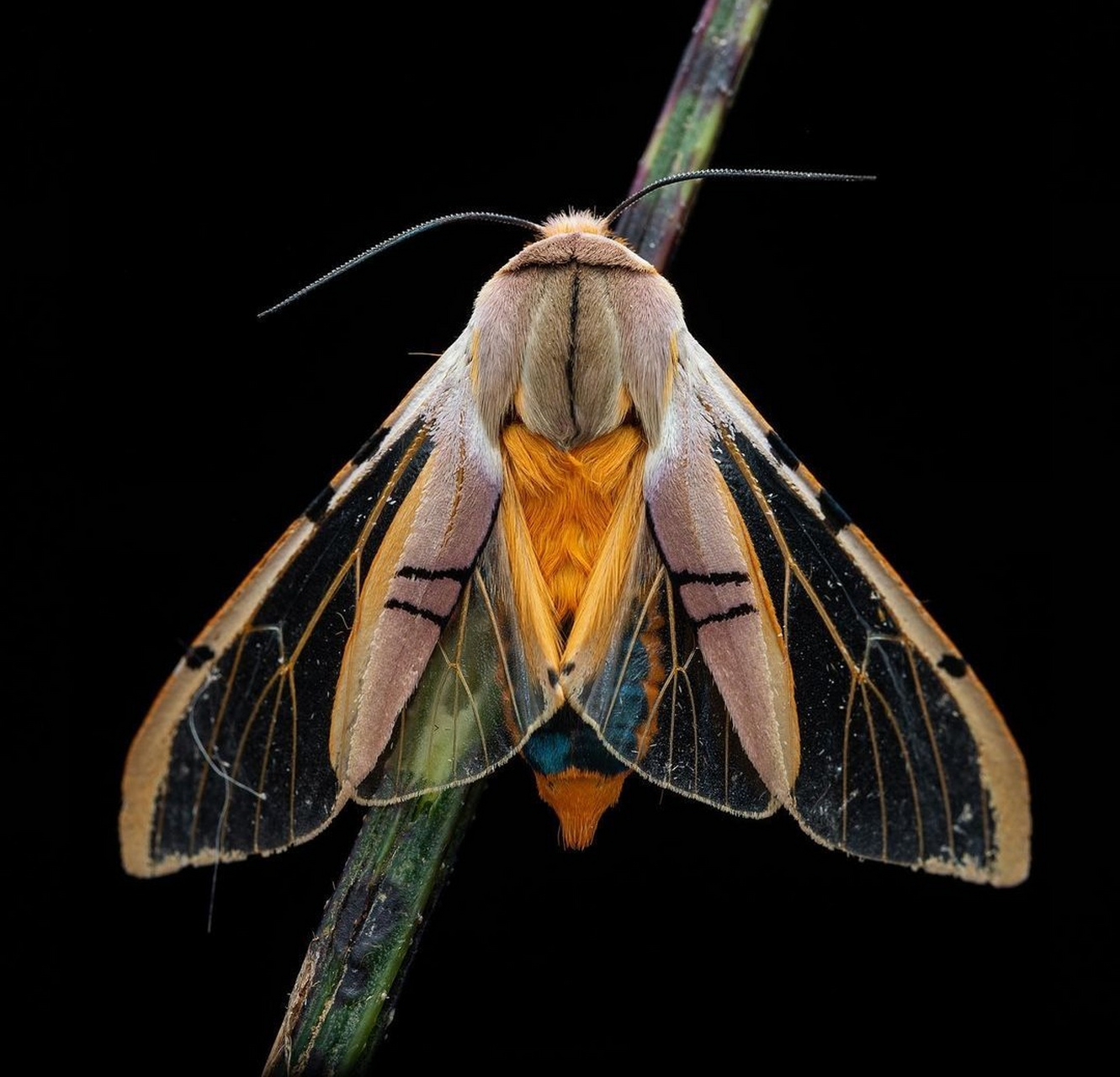 摄影师alejo lopez拍摄的一组飞蛾照片,展现了不同色彩和外观的翅膀